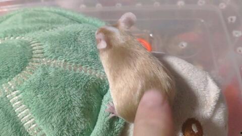 老鼠吃瓜的视频,老鼠偷吃瓜的搞笑瞬间