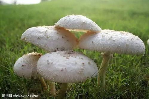 蘑菇吃瓜在线,揭秘网络新梗背后的趣味与智慧