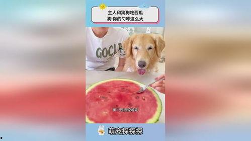 狗会不会吃瓜,揭秘狗狗对瓜果的喜好与禁忌