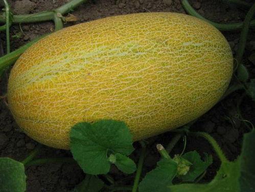 多人吃哈密瓜,多人品尝哈密瓜的美好时光