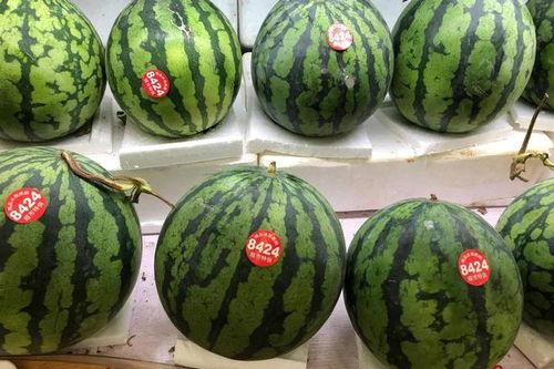 日本吃瓜视频大全,揭秘日本社会百态