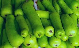 蒲瓜多少品种可以吃,尽享美味佳肴