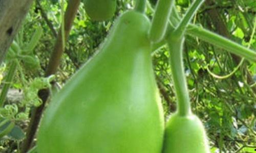 吃瓠瓜的好处,天然保健品，健康生活新选择