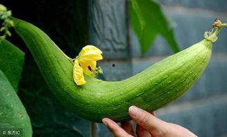 永登大板瓜怎么吃,永登大板瓜的多样食法探索