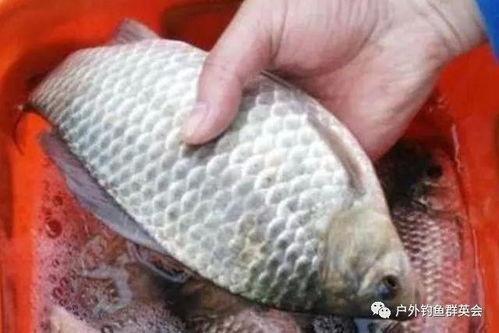 蒲瓜能与鲫鱼一起吃吗,健康搭配的饮食新主张