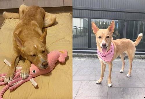 狗头吃瓜群,揭秘网络社交圈的趣味与争议