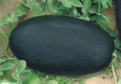 黑金刚吃瓜,揭秘娱乐圈的瓜田秘事