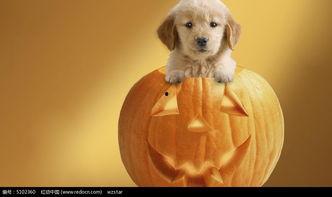 小狗吃瓜贴纸,萌宠趣味瞬间