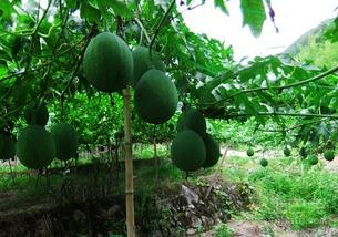 吊瓜带皮吃,吊瓜带皮食之美味无限