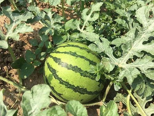 穿戴年代吃瓜,穿戴年代里的美味回忆