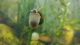 兰寿吃大瓜,水族馆内欢乐无限