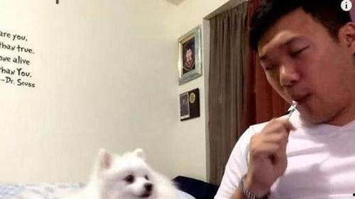 狗狗吃瓜动作视频,瓜果诱惑下的欢乐瞬间